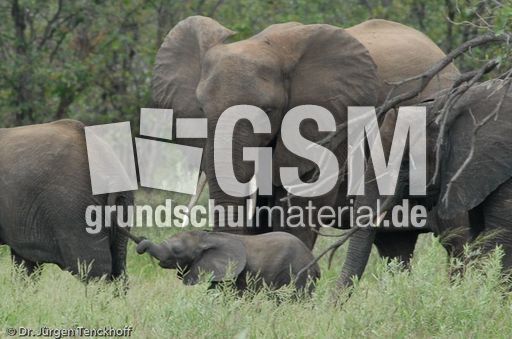 Afrikanischer Elefant (120 von 131).jpg